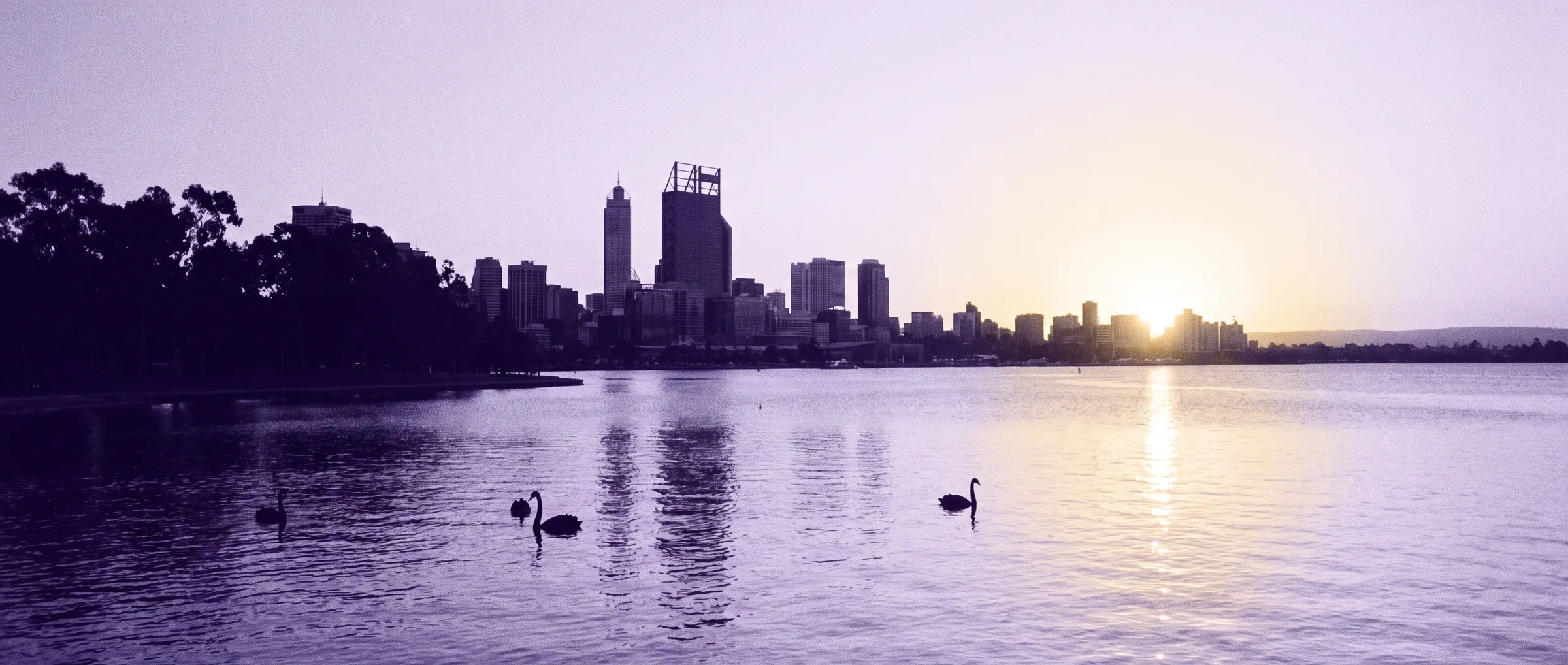 Sunrise over the Perth city skyline across the Swan River, black swans on the water
